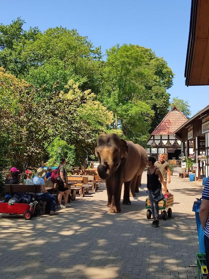 Wagenfeld Tierpark Entdeckerhaeuser מראה חיצוני תמונה
