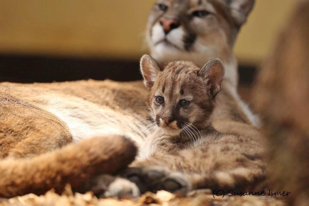 Wagenfeld Tierpark Entdeckerhaeuser מראה חיצוני תמונה